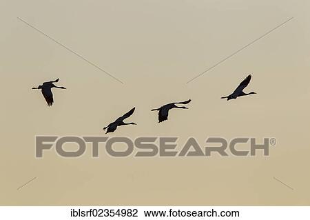 "Cranes (Grus grus), in flight, Ruegen Island, Mecklenburg-Western Pomerania, Germany, Europe" View Large Photo Image Stock Image - "Cranes (Grus grus), in flight, Ruegen Island, Mecklenburg-Western Pomerania, Germany, Europe". Fotosearch