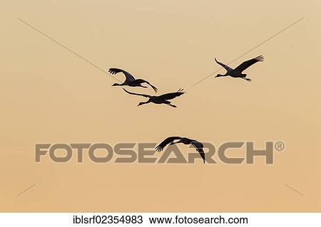 Stock Image - "Cranes (Grus grus), in flight, Ruegen Island, Mecklenburg-Western Pomerania, Germany, Europe". Fotosearch