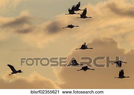 "Cranes (Grus grus), in flight, Ruegen Island, Mecklenburg-Western Pomerania, Germany, Europe" View Large Photo Image Stock Image - "Cranes (Grus grus), in flight, Ruegen Island, Mecklenburg-Western Pomerania, Germany, Europe". Fotosearch