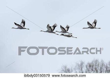 "Cranes (Grus grus) in flight, Puttelkow, Landkreis Ludwigslust-Parchim, Mecklenburg-Western Pomerania, Germany, Europe" View Large Photo Image Stock Photo - "Cranes (Grus grus) in flight, Puttelkow, Landkreis Ludwigslust-Parchim, Mecklenburg-Western Pomerania, Germany, Europe". Fotosearch
