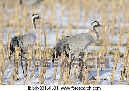 "Cranes (Grus grus) search for food in a snow-covered cornfield, Puttelkow, Landkreis Ludwigslust-Parchim, Mecklenburg-Western Pomerania, Germany, Europe" View Large Photo Image Stock Image - "Cranes (Grus grus) search for food in a snow-covered cornfield, Puttelkow, Landkreis Ludwigslust-Parchim, Mecklenburg-Western Pomerania, Germany, Europe". Fotosearch