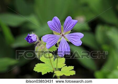 Stock Image - "Cranesbill or Ashy Cranesbill (Geranium cinereum), flower, Germany, Europe". Fotosearch
