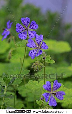 Stock Image - "Cranesbill or Ashy Cranesbill (Geranium cinereum), flowers, Germany, Europe". Fotosearch