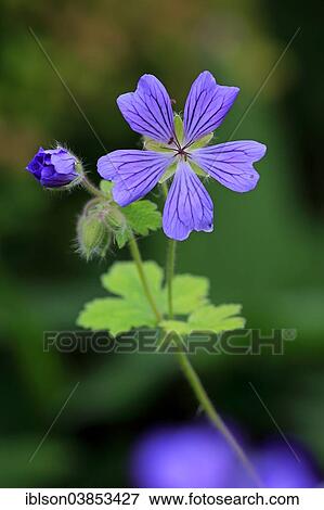 "Cranesbill or Ashy Cranesbill (Geranium cinereum), flower, Germany, Europe" View Large Photo Image Stock Photo - "Cranesbill or Ashy Cranesbill (Geranium cinereum), flower, Germany, Europe". Fotosearch