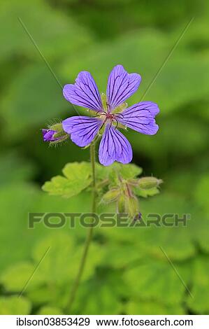 Stock Photo - "Cranesbill or Ashy Cranesbill (Geranium cinereum), flower, Germany, Europe". Fotosearch
