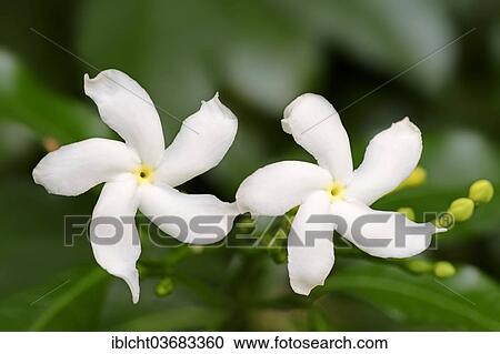 "Crape Jasmine (Tabernaemontana divaricata), flowers, Rajasthan, India, Asia" View Large Photo Image Stock Image - "Crape Jasmine (Tabernaemontana divaricata), flowers, Rajasthan, India, Asia". Fotosearch