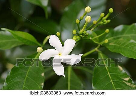 "Crape Jasmine (Tabernaemontana divaricata), flowering, Rajasthan, India, Asia" View Large Photo Image Stock Image - "Crape Jasmine (Tabernaemontana divaricata), flowering, Rajasthan, India, Asia". Fotosearch