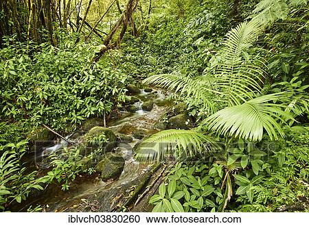 Stock Image - "Creek and vegetation, Akaka Falls State Park, Big Island, Hawaii, United States, North America". Fotosearch