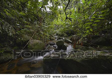 "Creek in a rainforest, Marojejy National Park, Madagascar, Africa" View Large Photo Image Stock Photo - "Creek in a rainforest, Marojejy National Park, Madagascar, Africa". Fotosearch