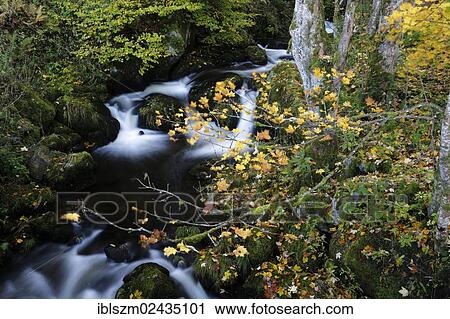Stock Image - "Creek, Triberg in the Black Forest, Baden-Wuerttemberg, Germany, Europe". Fotosearch