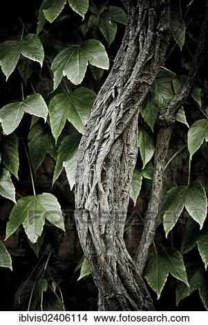 Creeper (Parthenocissus sp. ) View Large Photo Image Picture - Creeper (Parthenocissus sp. ). Fotosearch