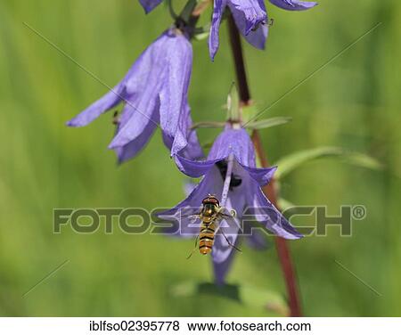 "Creeping Bellflower (Campanula rapunculoides) and a hoverfly (Syrphidae sp. ), Thuringia, Germany, Europe" View Large Photo Image Stock Photo - "Creeping Bellflower (Campanula rapunculoides) and a hoverfly (Syrphidae sp. ), Thuringia, Germany, Europe". Fotosearch