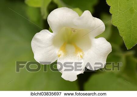 "Creeping Gloxinia (Lophospermum erubescens), Bridal Bouquet variety, flower, native to Mexico" View Large Photo Image Stock Photo - "Creeping Gloxinia (Lophospermum erubescens), Bridal Bouquet variety, flower, native to Mexico". Fotosearch