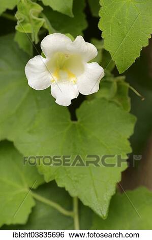 Stock Photograph - "Creeping Gloxinia (Lophospermum erubescens), Bridal Bouquet variety, flower, native to Mexico". Fotosearch