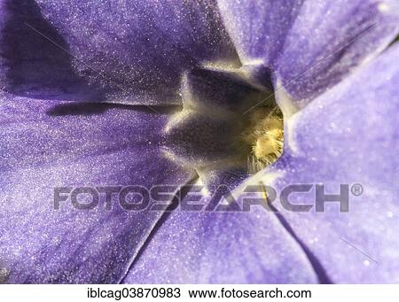 "Creeping Myrtle or Lesser Periwinkle (Vinca minor), flower, detail, Botanical Garden, Frankfurt am Main, Hesse, Germany, Europe" View Large Photo Image Stock Image - "Creeping Myrtle or Lesser Periwinkle (Vinca minor), flower, detail, Botanical Garden, Frankfurt am Main, Hesse, Germany, Europe". Fotosearch