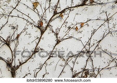 "Creeping plant at a wall in winter, Seville province, Andalusia, Spain, Europe" View Large Photo Image Stock Image - "Creeping plant at a wall in winter, Seville province, Andalusia, Spain, Europe". Fotosearch