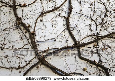 "Creeping plant at a wall in winter, Seville province, Andalusia, Spain, Europe" View Large Photo Image Stock Photo - "Creeping plant at a wall in winter, Seville province, Andalusia, Spain, Europe". Fotosearch