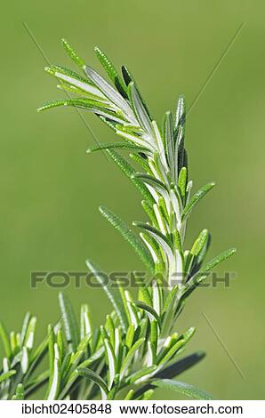 "Creeping Rosemary (Rosmarinus officinalis 'Prostratus'), North Rhine-Westphalia, Germany, Europe" View Large Photo Image Stock Photo - "Creeping Rosemary (Rosmarinus officinalis 'Prostratus'), North Rhine-Westphalia, Germany, Europe". Fotosearch