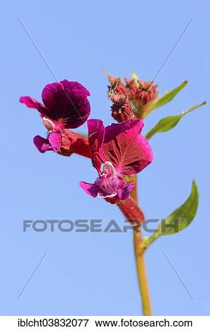 Stock Photo - "Creeping Waxweed or Cuphea (Cuphea procumbens), flower, native to South America". Fotosearch