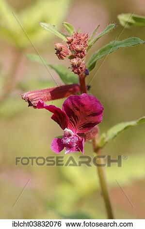 Stock Photograph - "Creeping Waxweed or Cuphea (Cuphea procumbens), flower, native to South America". Fotosearch