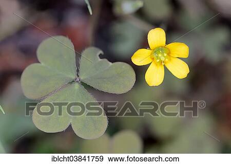 Stock Photo - "Creeping Woodsorrel (Oxalis corniculata), blossom and leaves, North Rhine-Westphalia, Germany, Europe". Fotosearch