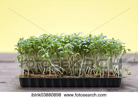 Cress or Garden Cress (Lepidium sativum) View Large Photo Image Stock Photo - Cress or Garden Cress (Lepidium sativum). Fotosearch