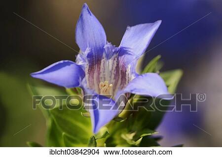 "Crested Gentian or Summer Gentian (Gentiana septemfida var lagodechiana), flower, Germany, Europe" View Large Photo Image Picture - "Crested Gentian or Summer Gentian (Gentiana septemfida var lagodechiana), flower, Germany, Europe". Fotosearch