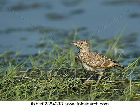 "Crested Lark (Galerida cristata), Lesbos, Greece, Europe" View Large Photo Image Stock Image - "Crested Lark (Galerida cristata), Lesbos, Greece, Europe". Fotosearch