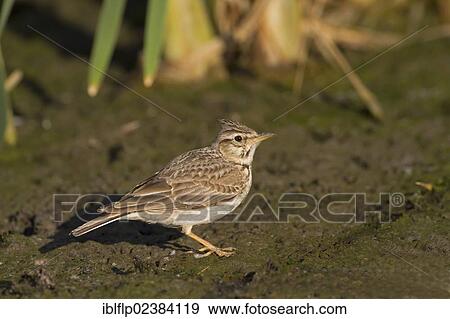 "Crested Lark (Galerida cristata), adult, foraging on mud, Castilla y Leon, Spain, Europe" View Large Photo Image Stock Photo - "Crested Lark (Galerida cristata), adult, foraging on mud, Castilla y Leon, Spain, Europe". Fotosearch