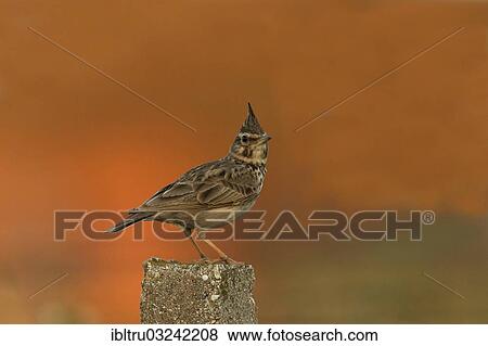 Stock Photo - "Crested Lark (Galerida cristata), Austria, Europe". Fotosearch