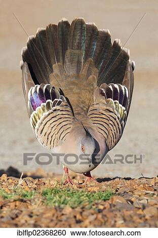 "Crested Pigeon (Geophaps lophotes), adult male, in courtship display, Northern Territory, Australia, Oceania" View Large Photo Image Stock Image - "Crested Pigeon (Geophaps lophotes), adult male, in courtship display, Northern Territory, Australia, Oceania". Fotosearch