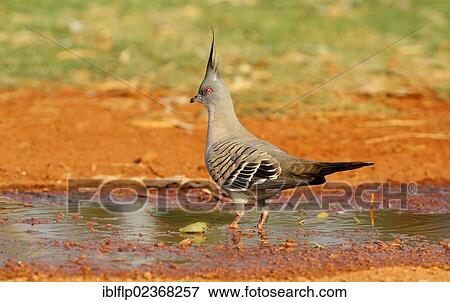 "Crested Pigeon (Geophaps lophotes), adult, standing in puddle, Northern Territory, Australia, Oceania" View Large Photo Image Stock Photo - "Crested Pigeon (Geophaps lophotes), adult, standing in puddle, Northern Territory, Australia, Oceania". Fotosearch