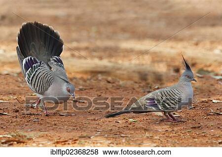 "Crested Pigeon (Geophaps lophotes), two adult males, one displaying to rival, Northern Territory, Australia, Oceania" View Large Photo Image Stock Photo - "Crested Pigeon (Geophaps lophotes), two adult males, one displaying to rival, Northern Territory, Australia, Oceania". Fotosearch
