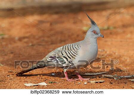 Stock Photo - "Crested Pigeon (Geophaps lophotes), adult, foraging on ground, Northern Territory, Australia, Oceania". Fotosearch
