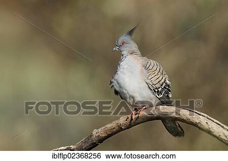 "Crested Pigeon (Geophaps lophotes), adult, perched on branch, Northern Territory, Australia, Oceania" View Large Photo Image Stock Photograph - "Crested Pigeon (Geophaps lophotes), adult, perched on branch, Northern Territory, Australia, Oceania". Fotosearch
