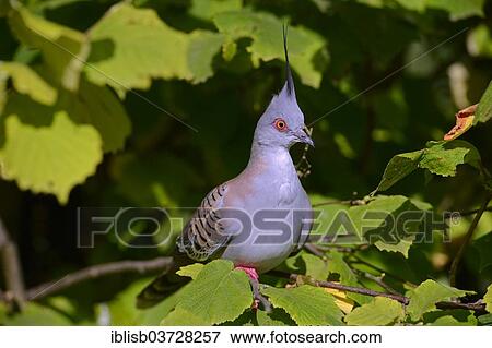 "Crested Pigeon (Ocyphaps lophotes), native to Australia, Mecklenburg-Western Pomerania, Germany, Europe" View Large Photo Image Stock Photo - "Crested Pigeon (Ocyphaps lophotes), native to Australia, Mecklenburg-Western Pomerania, Germany, Europe". Fotosearch