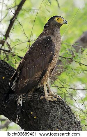 "Crested Serpent Eagle (Spilornis cheela), Keoladeo National Park, Bharatpur, Rajasthan, India, Asia" View Large Photo Image Stock Image - "Crested Serpent Eagle (Spilornis cheela), Keoladeo National Park, Bharatpur, Rajasthan, India, Asia". Fotosearch