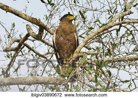 Stock Image - "Crested Serpent Eagle (Spilornis cheela spilogaster), Wilpattu National Park, North Western Province, Sri Lanka, Asia". Fotosearch