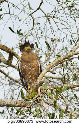 "Crested Serpent Eagle (Spilornis cheela spilogaster), Wilpattu National Park, North Western Province, Sri Lanka, Asia" View Large Photo Image Stock Image - "Crested Serpent Eagle (Spilornis cheela spilogaster), Wilpattu National Park, North Western Province, Sri Lanka, Asia". Fotosearch