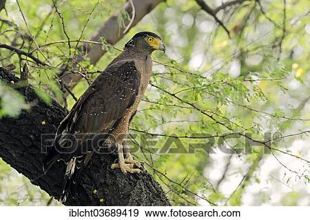"Crested Serpent Eagle (Spilornis cheela), Keoladeo National Park, Bharatpur, Rajasthan, India, Asia" View Large Photo Image Stock Photo - "Crested Serpent Eagle (Spilornis cheela), Keoladeo National Park, Bharatpur, Rajasthan, India, Asia". Fotosearch