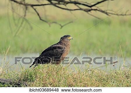 "Crested Serpent Eagle (Spilornis cheela), Keoladeo National Park, Bharatpur, Rajasthan, India, Asia" View Large Photo Image Stock Photo - "Crested Serpent Eagle (Spilornis cheela), Keoladeo National Park, Bharatpur, Rajasthan, India, Asia". Fotosearch