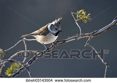 Picture - "Crested Tit (Parus cristatus), Terfens, Schwaz District, North Tirol, Tirol, Austria, Europe". Fotosearch