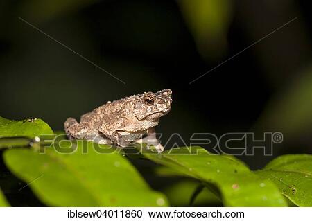"Crested Toad (Ingerophrynus divergens), Kinabatangan, Sabah, Borneo, Malaysia, Asia" View Large Photo Image Stock Image - "Crested Toad (Ingerophrynus divergens), Kinabatangan, Sabah, Borneo, Malaysia, Asia". Fotosearch