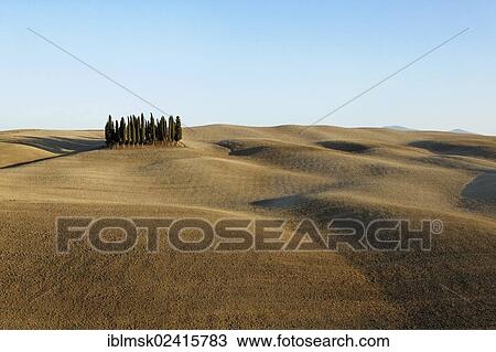Crete Senesi, literally Siennese clays, group of cypress in a harvested field in autumn, Torrenieri, Montalcino, Tuscany region, province of Siena, Italy, Europe View Large Photo Image Stock Image - Crete Senesi, literally Siennese clays, group of cypress in a harvested field in autumn, Torrenieri, Montalcino, Tuscany region, province of Siena, Italy, Europe. Fotosearch