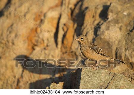 "Cretzschmar's Bunting (Emberiza caesia), Lesvos, Greece, Europe" View Large Photo Image Picture - "Cretzschmar's Bunting (Emberiza caesia), Lesvos, Greece, Europe". Fotosearch