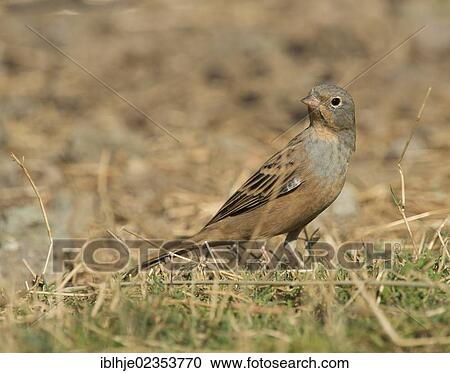 Stock Image - "Cretzschmar's Bunting (Emberiza caesia), Greece, Europe". Fotosearch