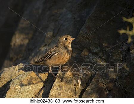 Stock Image - "Cretzschmar's Bunting (Emberiza caesia), Lesvos, Greece, Europe". Fotosearch