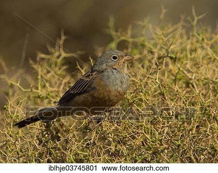 Stock Image - "Cretzschmar's Bunting (Emberiza caesia), Lesbos, North Aegean, Greece, Europe". Fotosearch