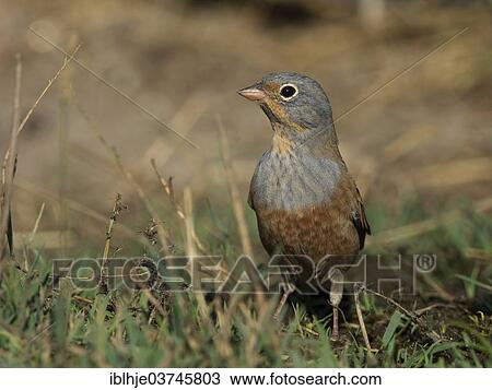 "Cretzschmar's Bunting (Emberiza caesia), Lesbos, North Aegean, Greece, Europe" View Large Photo Image Stock Image - "Cretzschmar's Bunting (Emberiza caesia), Lesbos, North Aegean, Greece, Europe". Fotosearch