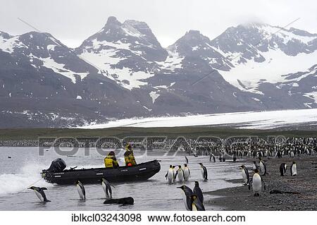 "Crew of an expedition cruise ship in a zodiac inflatable boat, surrounded by King Penguins (Aptenodytes patagonicus), Salisbury Plain, South Georgia and the South Sandwich Islands, United Kingdom, Antarctica" View Large Photo Image Stock Photo - "Crew of an expedition cruise ship in a zodiac inflatable boat, surrounded by King Penguins (Aptenodytes patagonicus), Salisbury Plain, South Georgia and the South Sandwich Islands, United Kingdom, Antarctica". Fotosearch